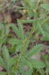 Sulphur cinquefoil